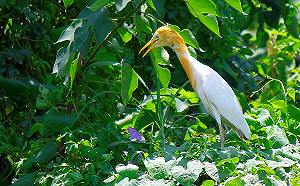 新北河濱夏季限定 當黃頭鷺戀愛時
