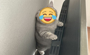 貓咪偷躲電視後面！抓包時一臉驚慌