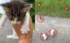 路邊救奶貓遇大贈送！人類嚇傻笑翻