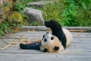 別白跑一趟！北市動物園這11天不開