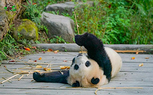 別白跑一趟！北市動物園這11天不開