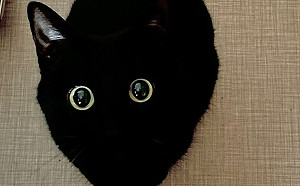 神隱少女小黑炭是真的？萌翻70萬人