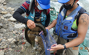 生態驚艷！ 鱸鰻及日本禿頭鯊現蹤新北大碧潭地區
