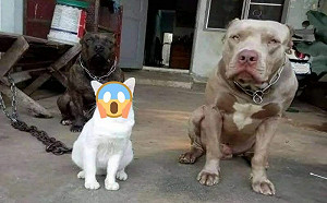 白貓與比特犬一起長大！眼神全變了