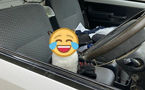 驚見毛駕駛坐貨車！他愣：我沒養貓