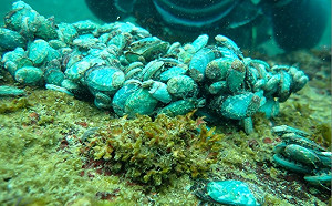 別再亂放生！海域水產動物放流新制10/1上路  漁業署：放流須申報