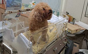 女子稱奉神諭攜愛犬跳海  新北動保處緊急救援成功