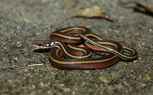 守護金絲蛇免於滅絕 農委會發起保育行動