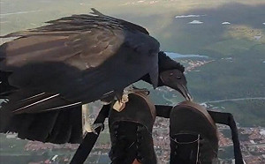 他體驗滑翔傘！半途遇大鳥搭個便車