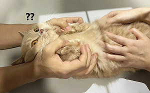 短腿貓照X光！獸醫捏腳拉長笑翻網