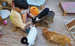 台日跨國連線交流 新北動保處分享猴硐貓村照護經驗