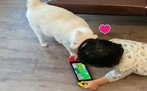(影)弟弟跌落沙發！白貓上前狂蹭關心
