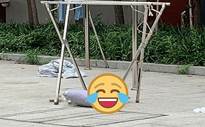 屋外曬枕頭竟遭貓徵用！網友全笑翻