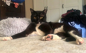 新北助浪貓周倉化身居家喵星人 飼主宛若女俠版關公