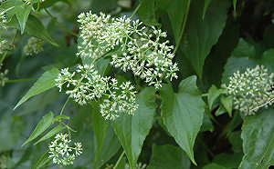 清除「小花蔓澤蘭」領獎金！林務局：即刻開始