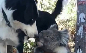 善良狗狗！大方迎接「口渴無尾熊」