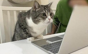 視訊重逢住院飼主！小貓焦急觸碰