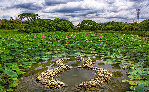 夏日賞花「荷」處去 新北大漢溪濕地夏荷綻放中