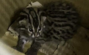 虎年迎「虎」寶寶 台北市動物園石虎「平平」喜當媽