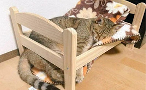 該減肥了！貓咪睡香甜小床竟崩壞了