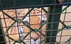 滿滿壓迫感! 上個廁所被老虎盯著看 河南動物園竟稱 : 這是特色