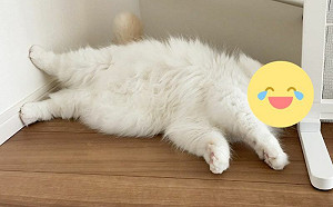 用生命在阻擋！貓咪扮路障討過路費