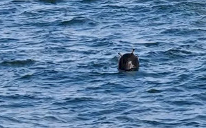 美官員：可證實俄羅斯在黑海附近布雷 阻止烏克蘭糧食出口