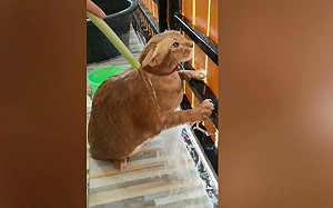 就怕主子熱壞　貓奴幫主子淋水降溫