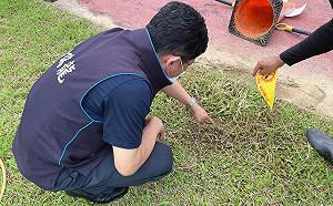 中和前國管院操場驚現6處紅火蟻巢穴 新北議員金瑞龍現勘要求盡速滅蟻