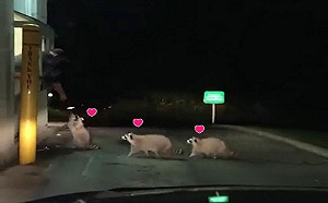 伸小手領雞塊！3浣熊排隊等得來速