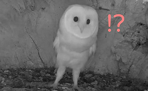 連退3步！小倉鴞首次聽到雷聲嚇壞