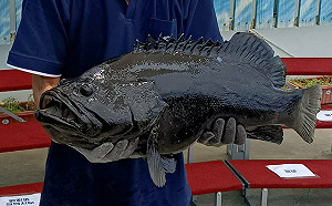 力挺漁民度過寒冬！ 高市府建冷鏈倉儲、補助石斑魚售價