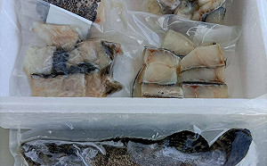 營養午餐「班班吃石斑」何時上路？漁業署：最快9月底