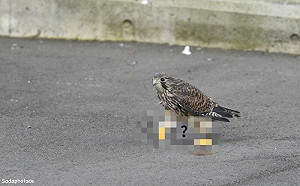 他目睹紅隼走路！網看下半身卻笑翻