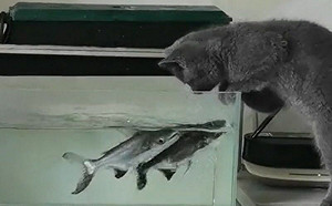 魚魚不好惹！貪玩貓想逗反被嚇歪