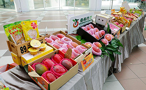 澳門稱台灣進口芒果驗出新冠病毒 招名威：間接染疫風險比被隕石砸到還低