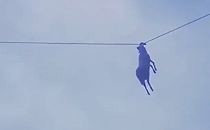 山羊吃草吃上天？ 羊角懸掛高壓電線 網友熱議 : 到底怎麼上去的?