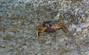 陸蟹又要過馬路囉！墾丁國家公園7/13啟動護蟹工作