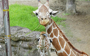 動物園7/1重新開園！前123位入園遊客將獲限定禮