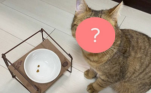 食盆僅2顆飼料！貓表情陰森：找打