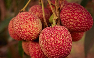 荔枝放冰箱前這樣做！延長保存時間