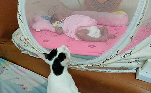 想太多！貓貼心顧嬰兒　結局網笑翻