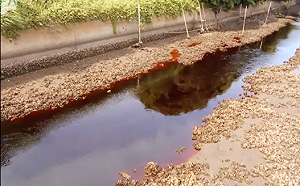 整條河水變血紅！ 日本千葉縣河流污染 政府花8天才說含氰化物