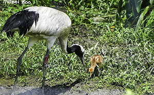 來台11年終傳好消息！北市動物園丹頂鶴成功繁殖 寶寶萌樣曝光