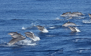 打造賞鯨新景點！台灣港務公司優化增建花蓮港14號碼頭
