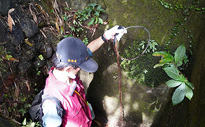 新北動保處重懲販售山豬吊 協調電商平台杜絕銷售管道