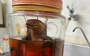 別打開！毒蛇塞甕10年　眾嚇到發毛