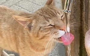 偶遇公園地頭貓！喵喵叫使喚人類