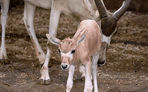 北市動物園迎弓角羚羊新生兒「卉穎」！阿姨搶鏡成焦點