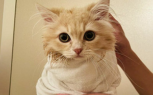 (影)奴才將貓咪嬰兒包！網笑：貴喵出浴